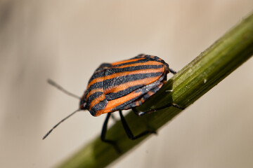 Macro shot of a beetle moving down a blade of grass before cleaning its palps after eating. striped beetle close up. details in nature