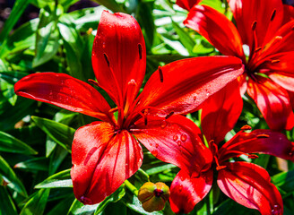 Red Velvet Lily