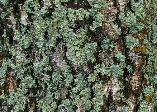 Full frame image of the rough bark of an old birch, thickly covered with green lichen Parmelia. Natural texture, background or wallpaper