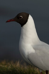 Black-Headed Gull