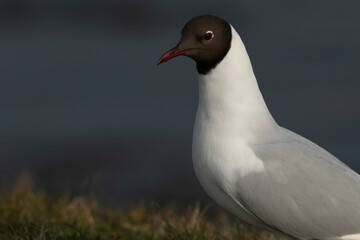 Black-Headed Gull