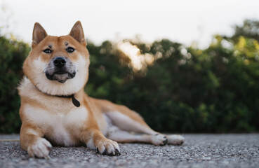 calm dog rest on green landscape, chilling shiba inu leisure on park, pet relaxing on nature, animal relax tourist trip, mockup copy space