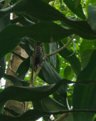 Small bird singing on a bracnh in costa rica