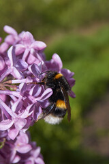 Summer. A bumblebee collects nectar and pollen from the flowers of a lilac bush (lat. Syringa).