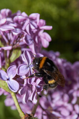 Summer. A bumblebee collects nectar and pollen from the flowers of a lilac bush (lat. Syringa).