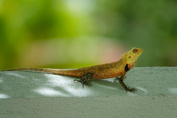 MACRO: Small exotic lizard lifts its head up and observes its surroundings.