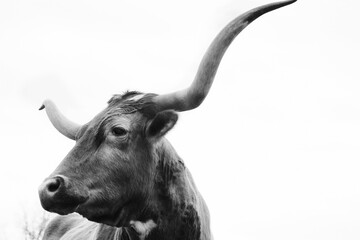 Texas longhorn cow with large horns, isolated on white background with copy space. - obrazy, fototapety, plakaty