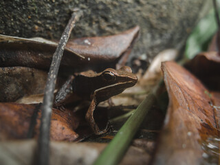 Frog on a dead leaf on the ground