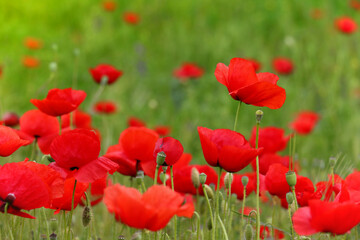 Fototapeta na wymiar Beautiful field of red poppies