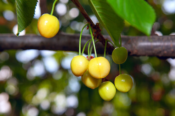 ripe of yellow cherries on a tree branch 
