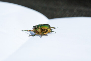 Rare goldsmith beetle