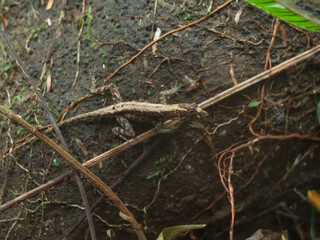 Lizard trying to scape