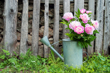 Bouquet of pink peonies in a vintage zinc watering can on green grass on a background of an old wooden hedge. Decorative decoration of the lawn in the garden. Copy space. Selective focus. © Veaceslav