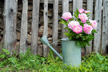 Bouquet of pink peonies in a vintage zinc watering can on green grass on a background of an old...