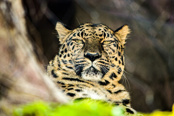 portrait of a leopard