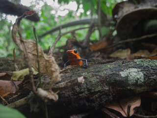 Red Poison dart frog looking at you