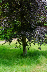 gray tree in the forest