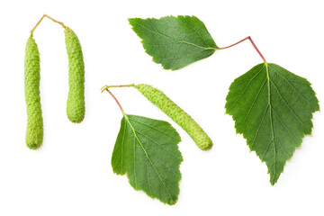 green birch leaves and bud isolated on white background. Top view.