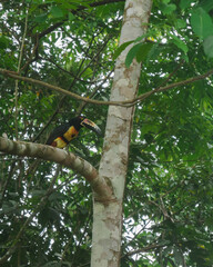 A beautiful Aracari in Costa Rica