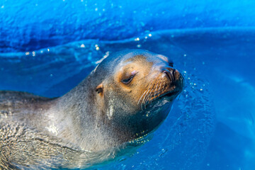 Fototapeta premium sea lion in the water
