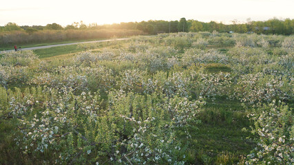 agriculture, america, american, apple, birds eye view, blossom, countryside, door county, drone, establishing, fall, farm, farming, farmland, field, flowering, fruit, grass, green, growing, landscape,