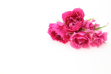 薔薇の花束 