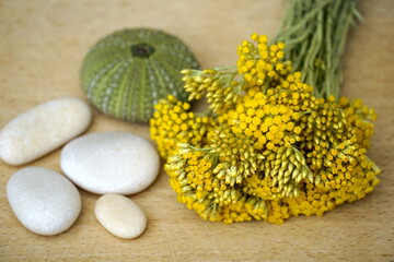 Immortelle in the bouquet. Fresh immortelle with pebbles and sea urchin shell