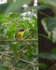 Little Yellow Bird