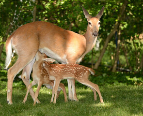 Nursing Fawns at Sunset