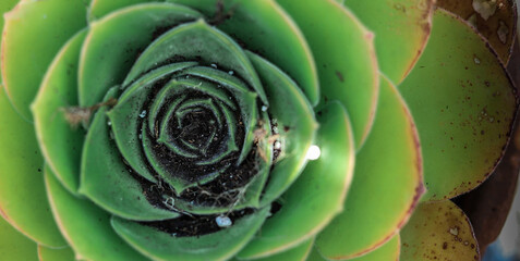 Wonderful plant showing the golden ratio proportion of perfect nature in a green background.