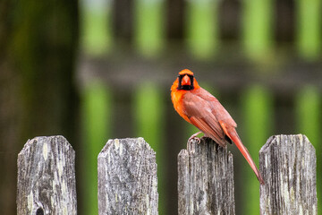 Cardinal on Fence