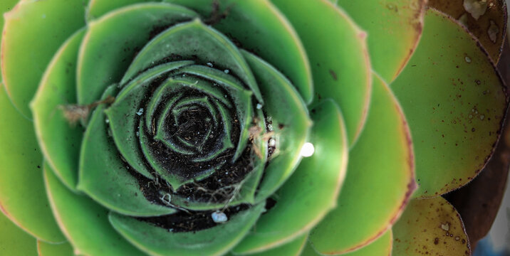 Wonderful Plant Showing The Golden Ratio Proportion Of Perfect Nature In A Green Background.