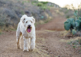 Perro dando un paseo