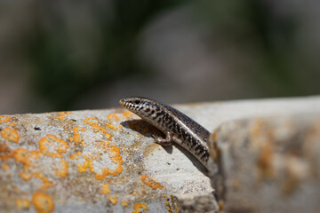 Wildlife Nature Lizard Close Up. Reptile. Reptile Eye. Lizard, gecko baby lizard. details in nature