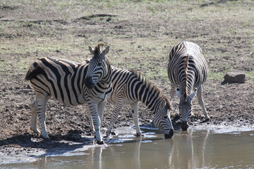 Fototapeta na wymiar zebra drinking by the watering hole