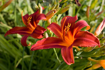 Daylily