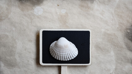 sea shells on the table