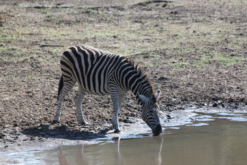 Fototapeta na wymiar one zebra drinking by the watering hole