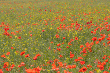 Meadow with red poppies and rapeseed