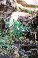 snowdrops on an old tree in the wood, spring in the UK	