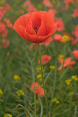 Portrait of a red poppy