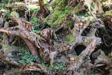 roots of an old tree