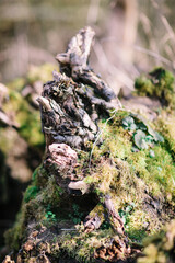 old driftwood and moss