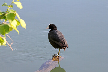 folaga (Fulica atra) a riposo