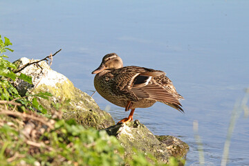 femmina di germano reale (Anas platyrhynchos)