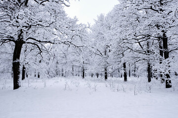 Snow-covered, fabulous forest after heavy snowfall.
