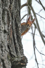 The squirrel looks into the camera looking out of the tree.