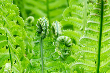 In the spring, a young, forest fern blooms.