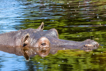 Fototapeta premium Hippopotamus' head in water closeup