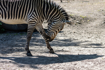 Fototapeta na wymiar Hartmann's mountain zebra scratching its leg with the teeth